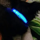 Collier de chien lumineux à LED aste, collier de chien Shoous étanche